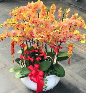 Hoa Lan Hồ Điệp